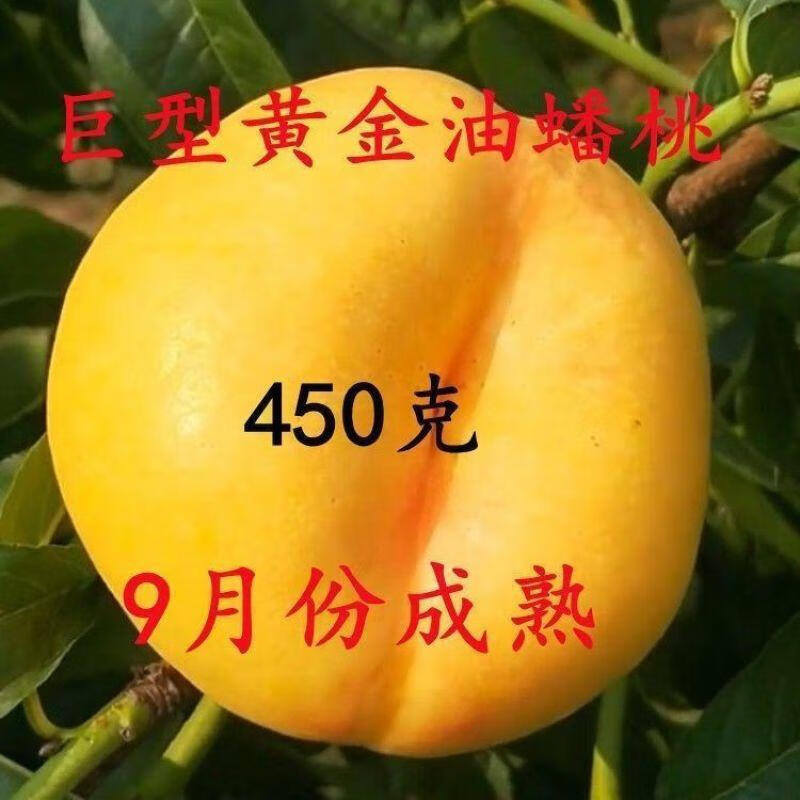 桃树嫁接苗特大晚熟南北方种植巨型黄油蟠桃当年结果地栽盆栽桃苗 4年