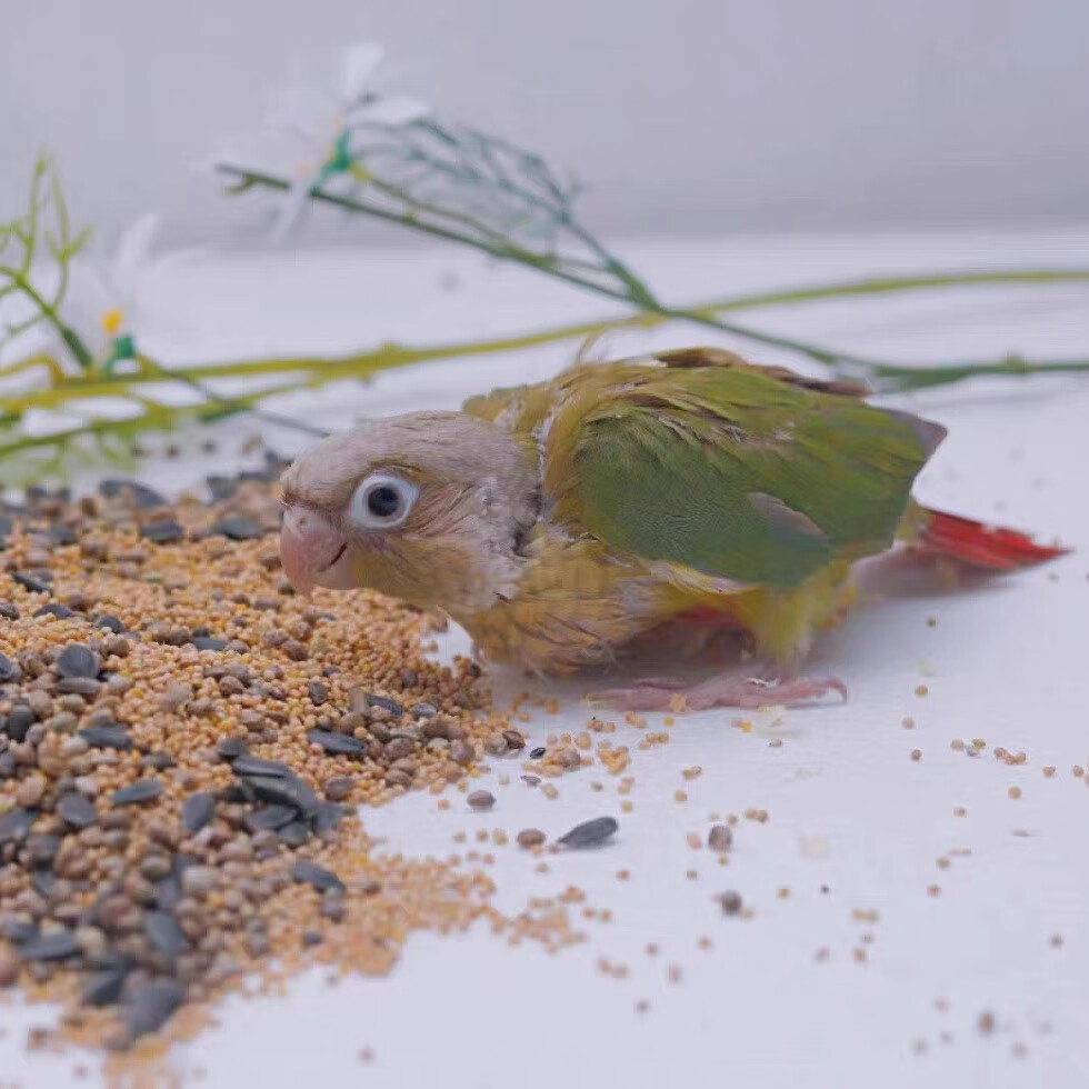 小太阳鹦鹉幼鸟合法带标识亲人可上手家养鸟说话鸟 手养黄边雏鸟 纯手