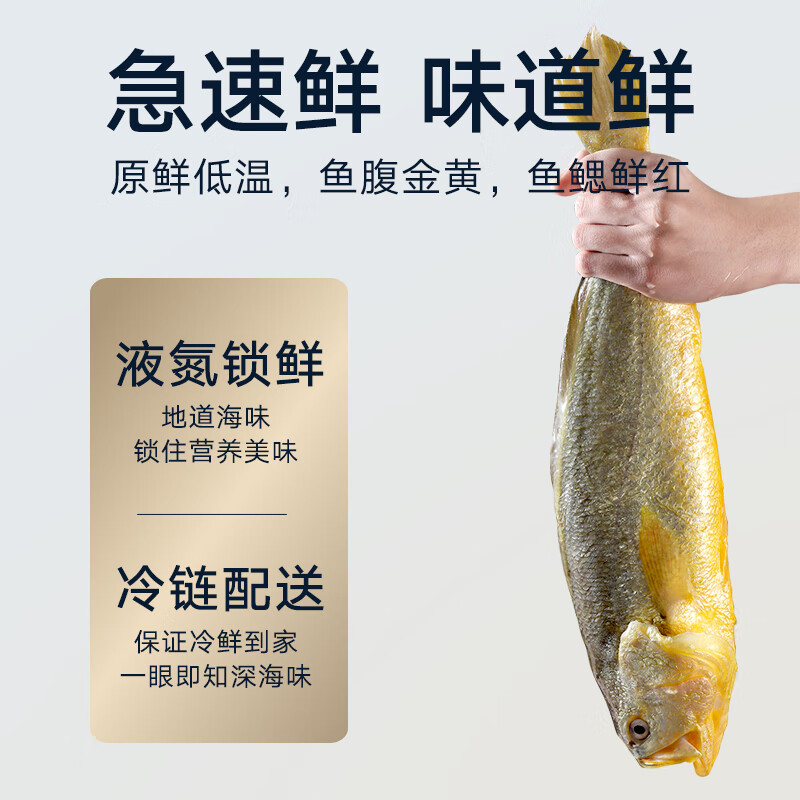 黄小渔冰鲜宁德黄花鱼 大黄鱼生鲜 鱼类新鲜水产海鲜海鱼源头直发 BAP认证冰鲜大黄鱼400g/条*3
