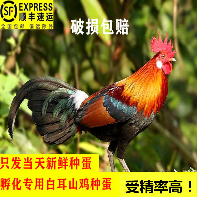 现捡现发海南白耳原鸡种蛋纯种山鸡蛋可孵化茶花鸡观赏鸡10枚 10枚