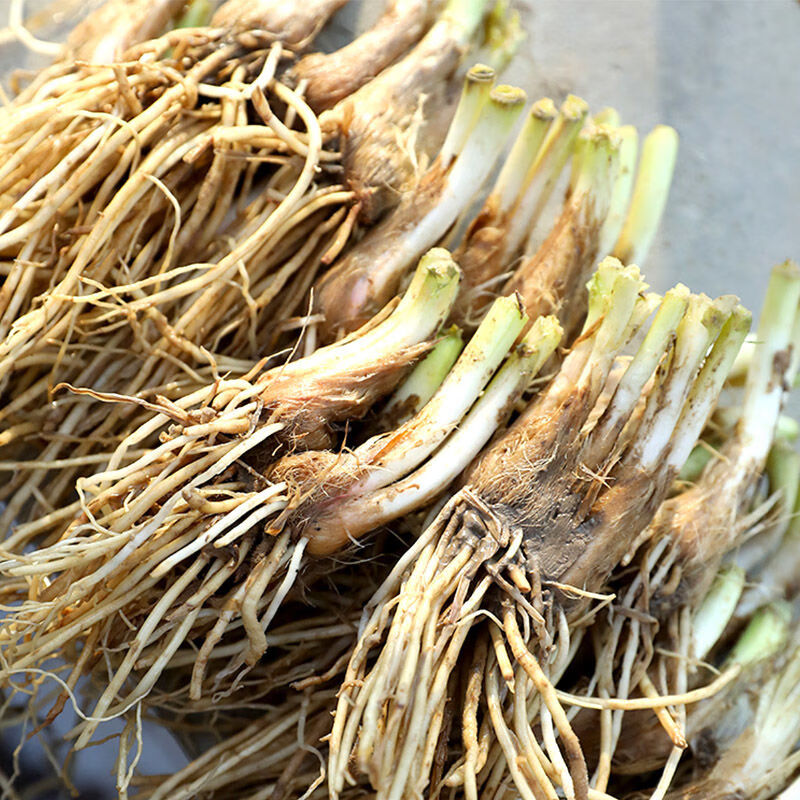 山东红根韭菜根带土蔬菜宽叶大叶独根红韭菜根盆栽苗 寿光独根红韭菜