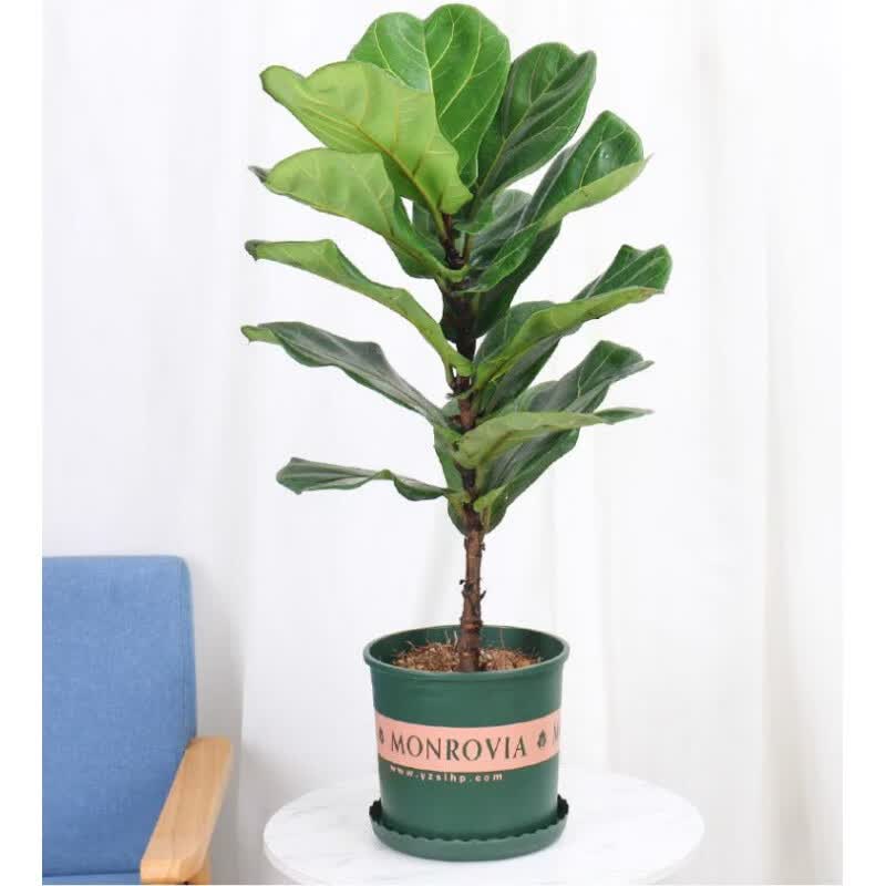 梓乐果琴叶榕大型绿植盆栽花卉棒棒糖造型盆景客厅净化空气北欧风格