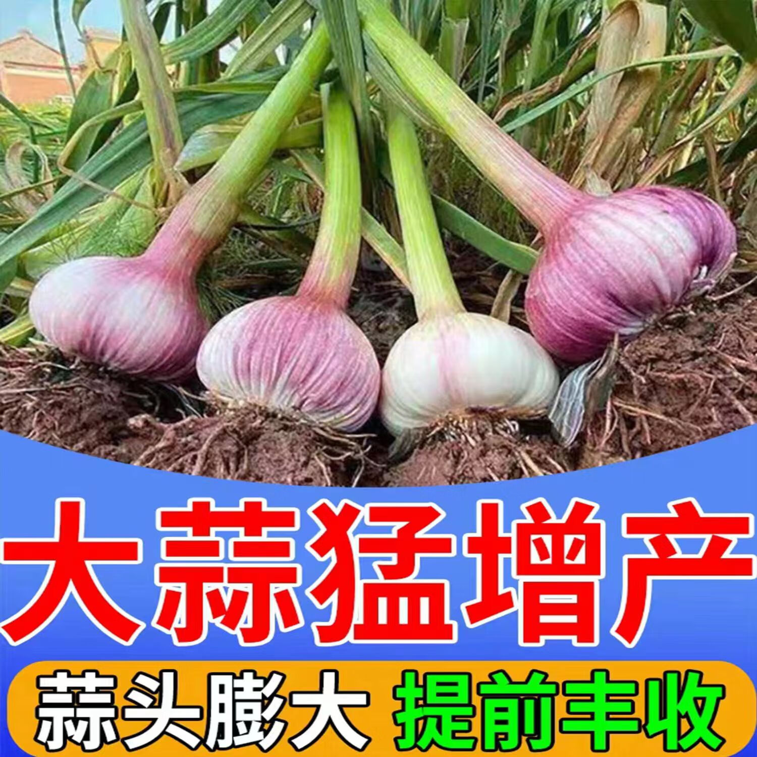 嵩晴大蒜膨大剂膨大素大蒜专用肥增产专用大蒜膨大叶面肥大蒜增产肥料