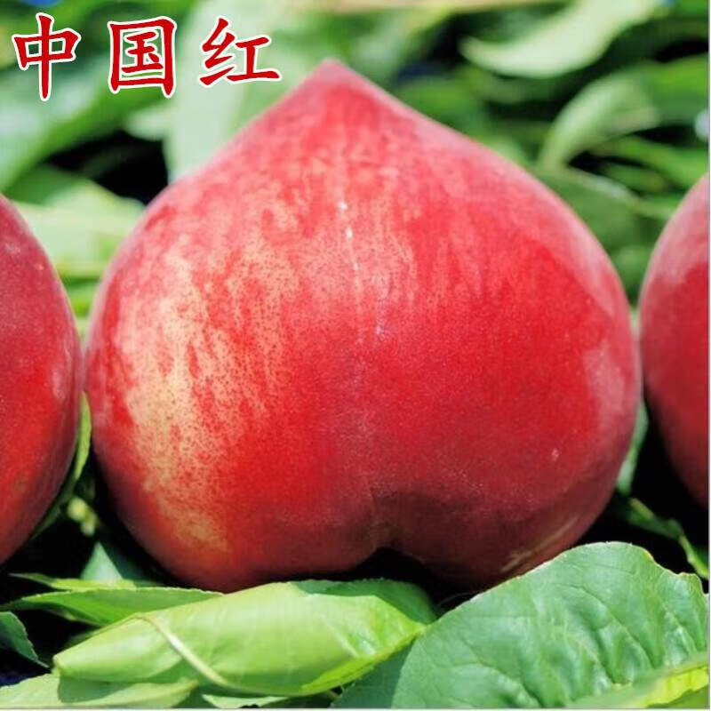 地艺桃树苗新品种 中国红桃王树苗 红桃王桃树苗嫁接 特大果560 1年