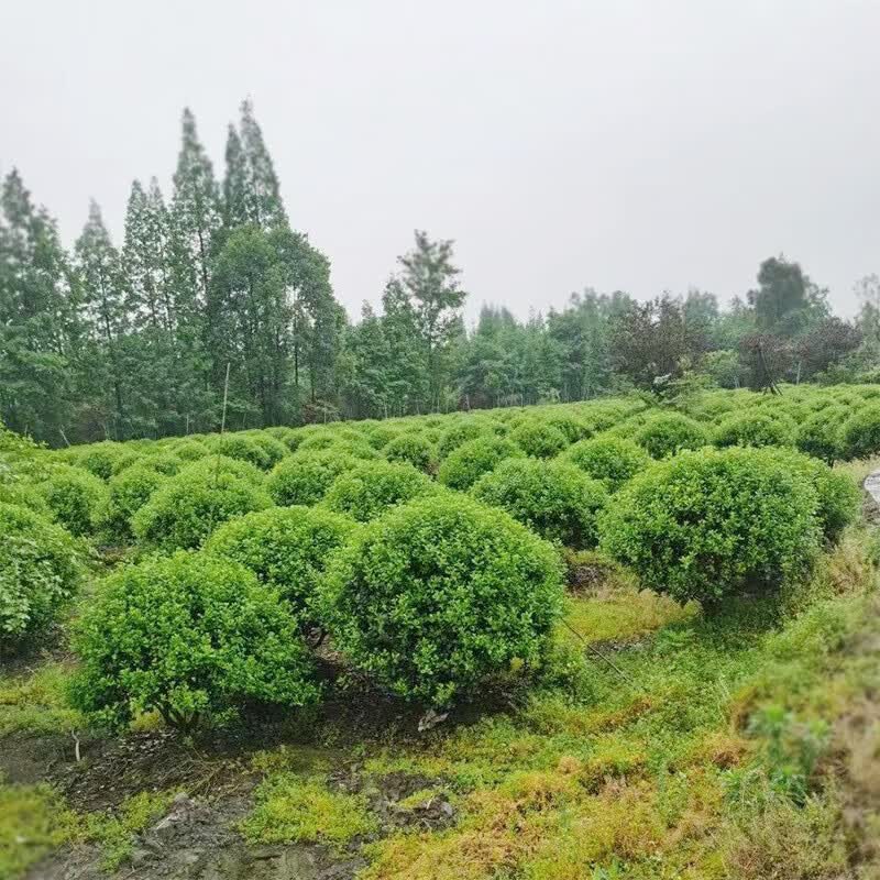 十家香无刺枸骨球小苗龟甲冬青球金玉满堂盆景老桩造型小苗庭院耐寒