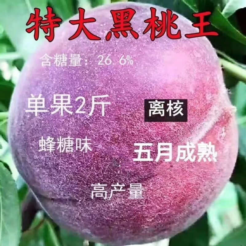 新品种黑桃王桃树苗黑桃皇后树苗嫁接桃树果苗南北方种植当年结果 2年