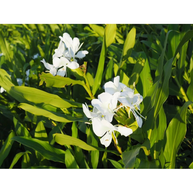 姜花鲜花白蝴蝶花10支有香味车载家居办公室广州本地同城速递 不含