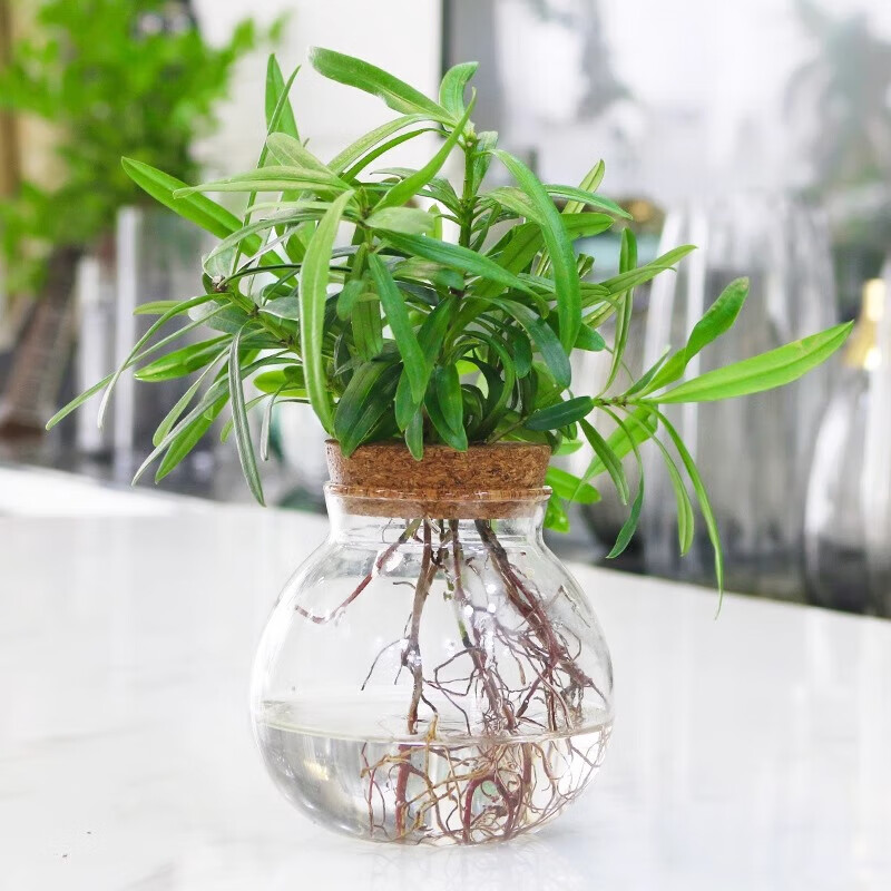 花友 水培植物罗汉竹盆栽办公室桌面绿植室内客厅观叶植物水养 罗汉松