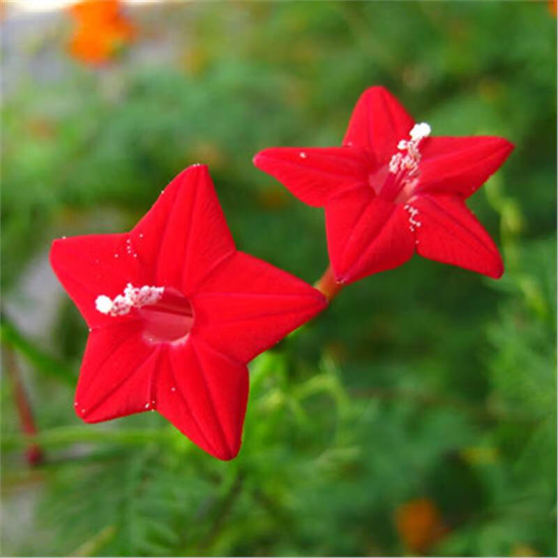 四季易种庭院爬藤攀援盆栽五角星花混色莺萝 羽叶茑萝【红色50粒】