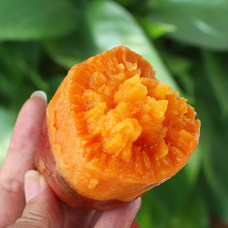亨泰丰源(HENGTAIFENGYUAN)新鲜红薯 蜜薯鲜挖现发 沙地地瓜 红苕新鲜蔬菜流油地瓜 9斤新鲜蜜薯