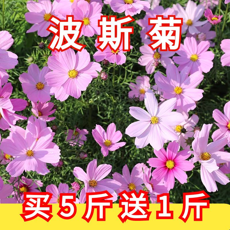 花语笙默波斯菊花种子百日草种籽四季播种易活室内外格桑 波斯菊