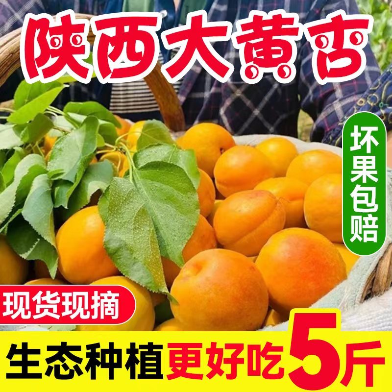 蜗牛生鲜【WoNiu】陕西 大黄杏 新鲜应季水果杏子金太阳 酸甜可口 热销:新鲜精选果带箱重 5斤 普箱