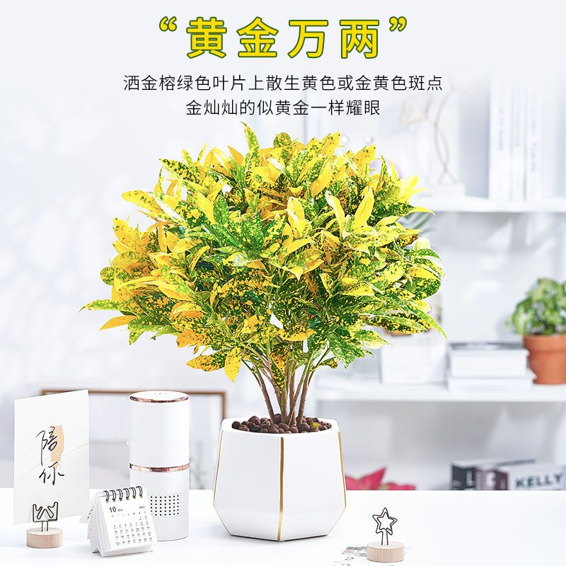 黄金树苗室内外盆栽黄金万两盆栽苗绿植招财树四季常青好养绿植物