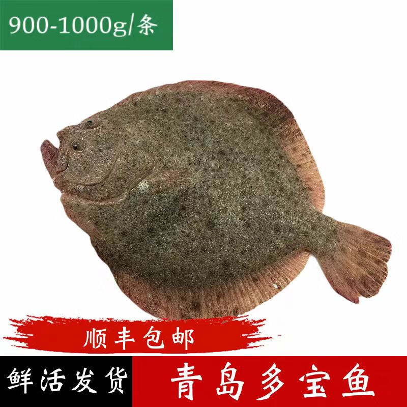 鲸零岛多宝鱼鲜活发货包鲜不包活鲜活比目鱼2斤1只 1.