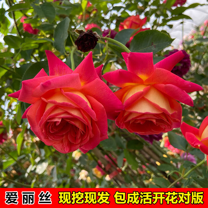 月季花苗特大花盆栽四季开花卉红蔷薇多色果汁阳台 爱丽丝【老桩一颗