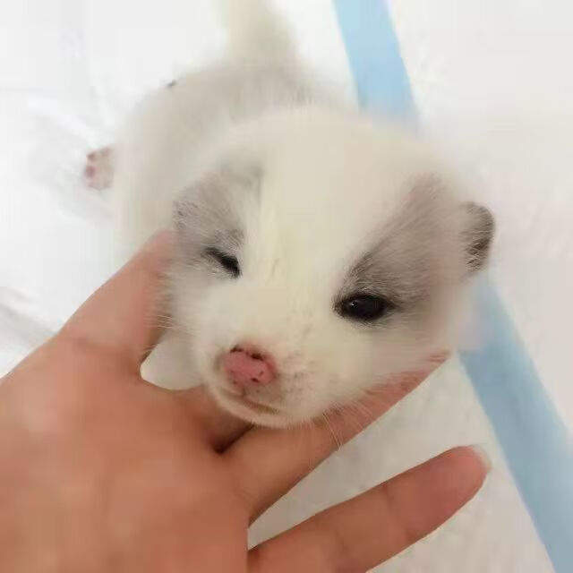 蝶贡狐狸活体 银狐幼宠小型可爱白色熊猫狐蓝眼便宜狐狸活物家养幼崽