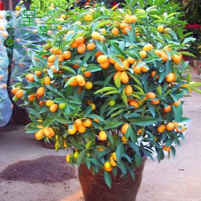 呈楚正宗脆皮金桔盆栽四季桔树苗室内阳台观赏绿植金钱橘果树带果发货