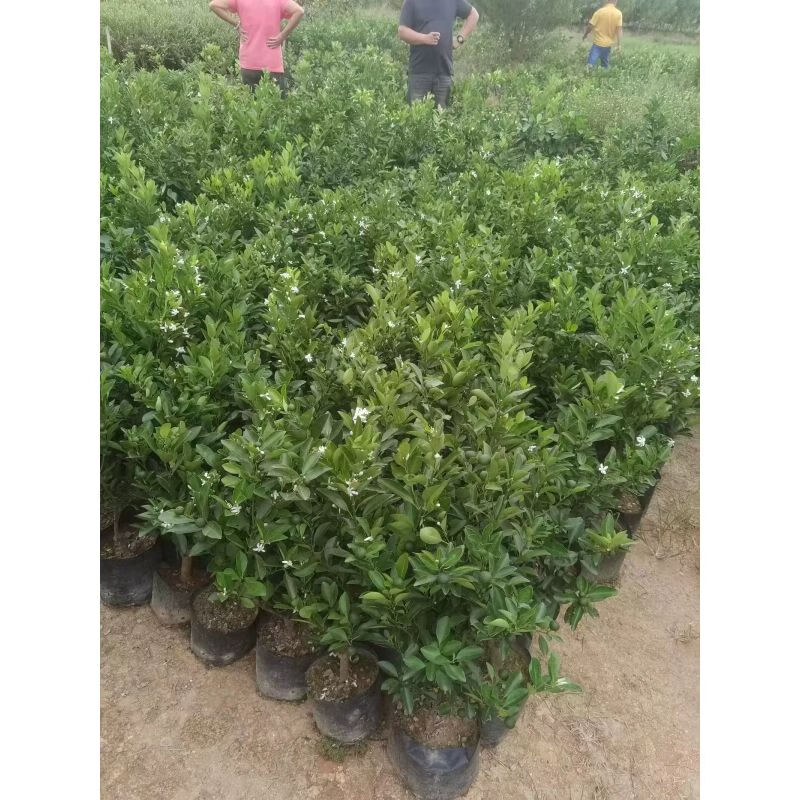 带果发货海南青金桔树苗小青桔小金桔盆栽奶茶店用青柠苗阳台客厅 4年