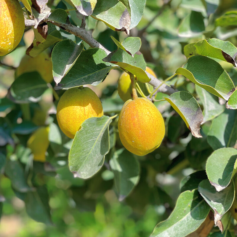 【顺丰发货】新疆库尔勒香梨新生鲜水果冰糖雪梨大美疆遇礼盒整箱 库尔勒香梨8斤大果120-150g