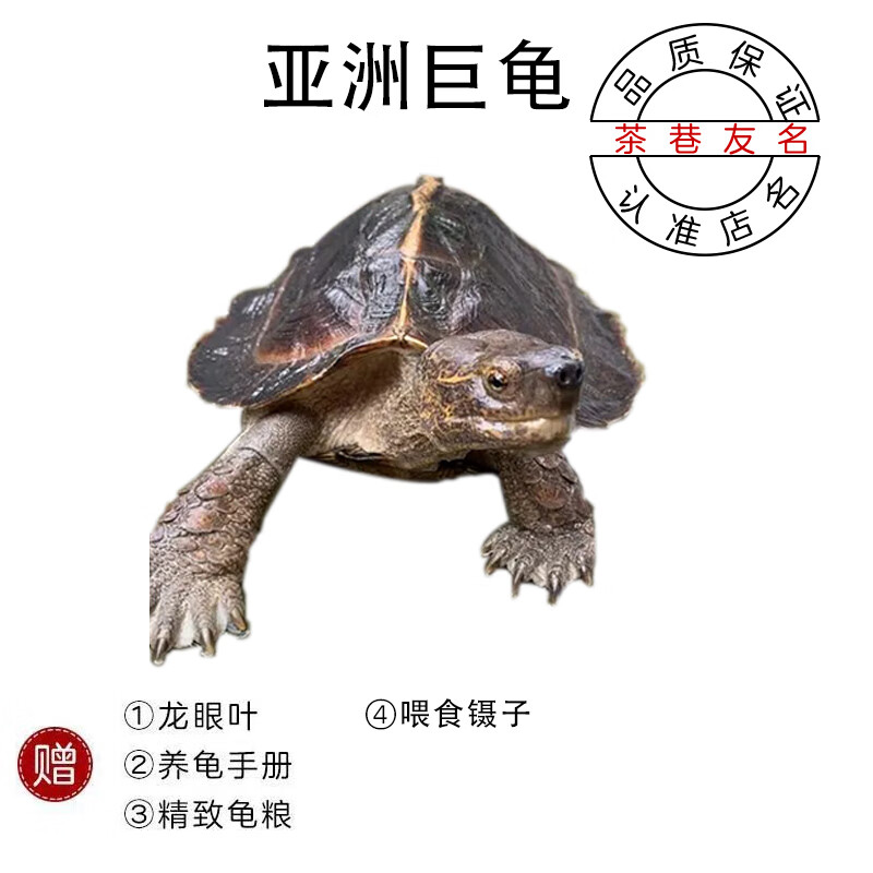 亚洲巨龟亚巨龟巨型乌龟半水龟吃菜龟素食龟活体 5-6cm亚洲巨龟 1只