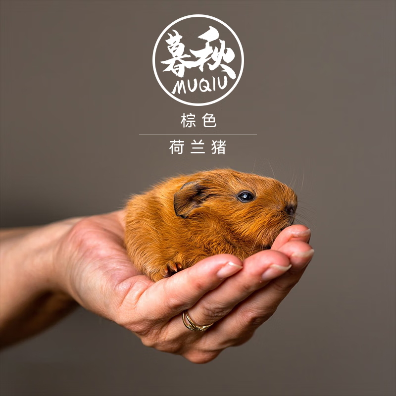 活体宠物加州豚鼠天竺鼠小宠物无毛小河马活体 棕色荷兰猪(公母备注)