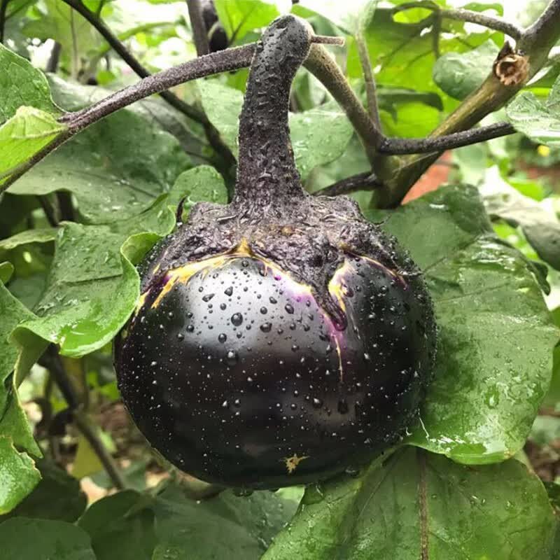 穆德山东新鲜圆茄子 农家自种新鲜采摘茄子现货现发蔬菜生鲜  （热销实惠装）山东圆茄带箱 5斤