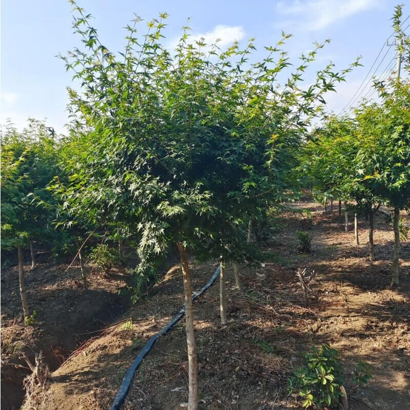 滨淇五角枫树苗五角槭元宝枫庭院园林道路工程绿化苗木 粗8公分1棵