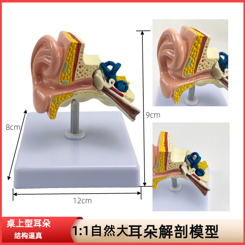 人体耳朵内部构造解剖模型耳朵内结构造听觉耳鼻喉科展示教学大耳模型