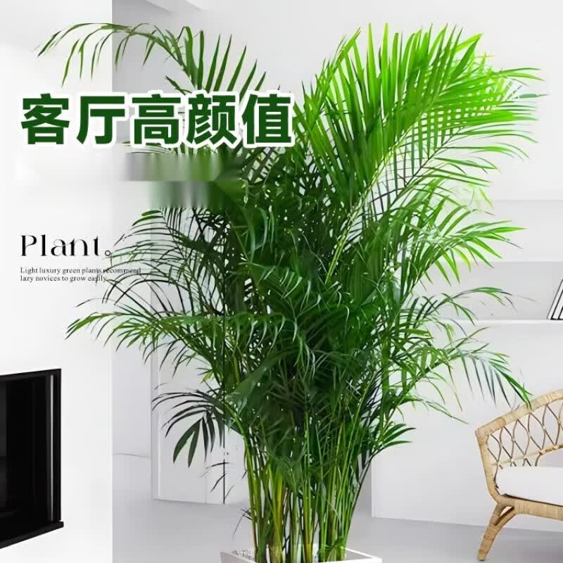 手耕田散尾葵植物盆栽客厅大型绿植室内办公室凤尾竹盆景天堂鸟花卉 散尾葵高1.3-1.6米+螺纹盆
