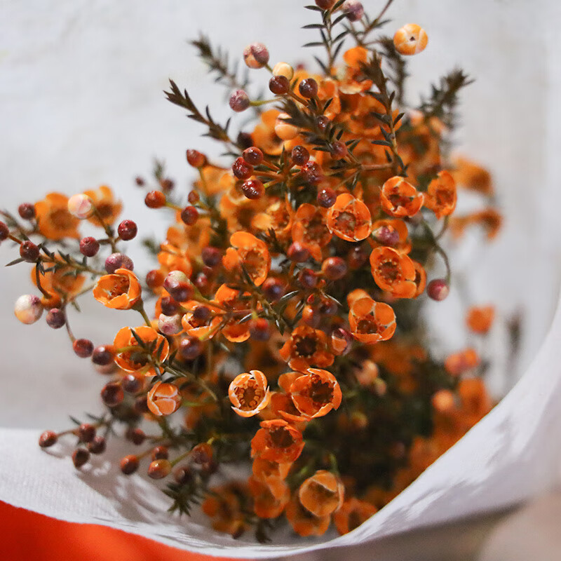 澳洲腊梅干花a级大鲜复古色云南昆明基地直发鲜家用办公室水养 随机