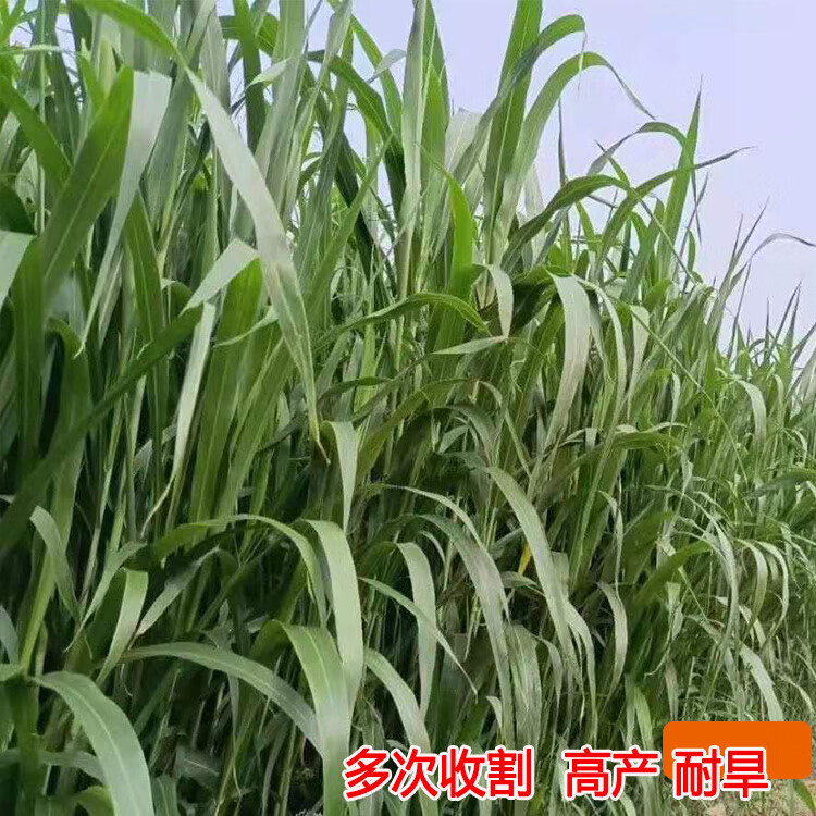 高丹王草种子四季养牛羊鹅猪兔喂鱼草种再生大力士甜高粱牧草种子 高丹王草种子4斤【实发5斤】