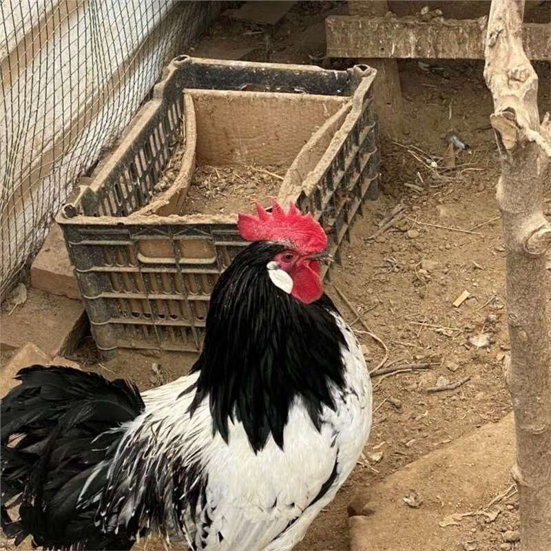 两头乌种蛋红色两头乌观赏鸡宠物鸡可孵化受精种蛋包纯种包受精率 1枚