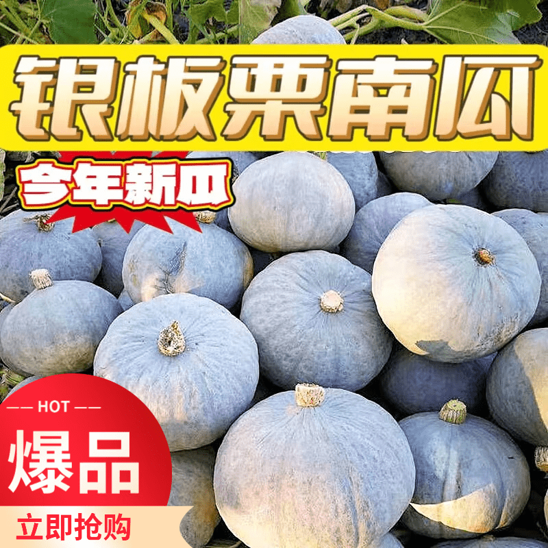 银板栗南 银板栗南瓜