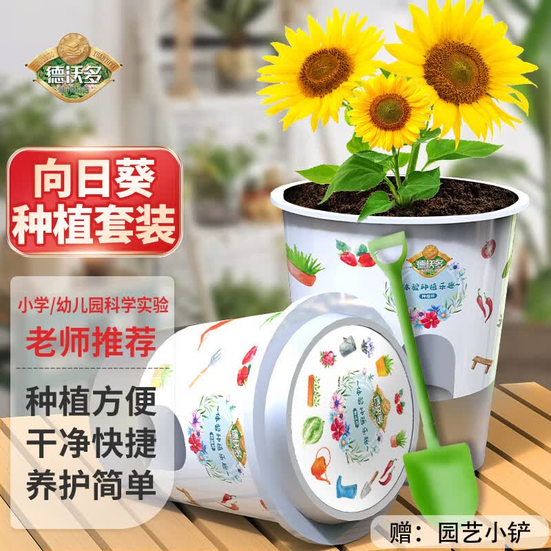 德沃多向日葵种子DIY儿童趣味种植盆栽套装小学植物观察幼儿园六一