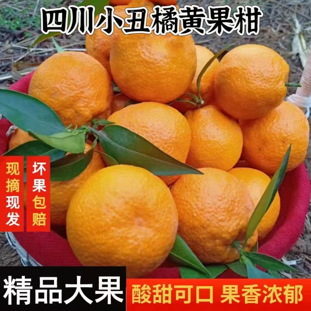 四川正宗橘子丑橘黄果柑新鲜当季水果桔子当季时令应季水果 9斤带箱 中果65-75mm