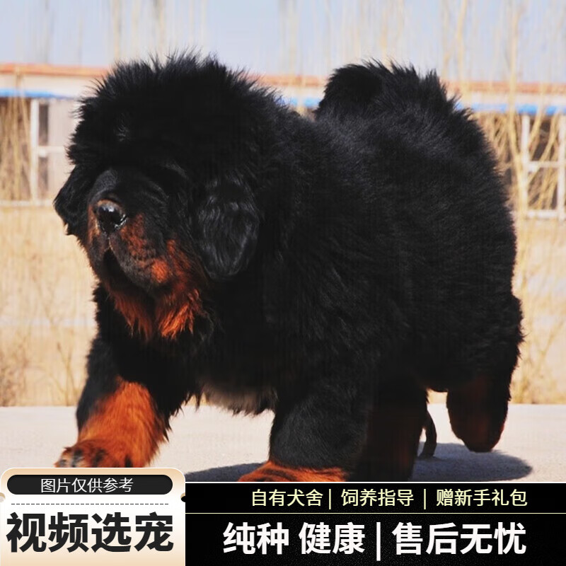 宠六福纯种藏獒幼犬宠物狗狗活体小狗活物幼崽 宠物级 公