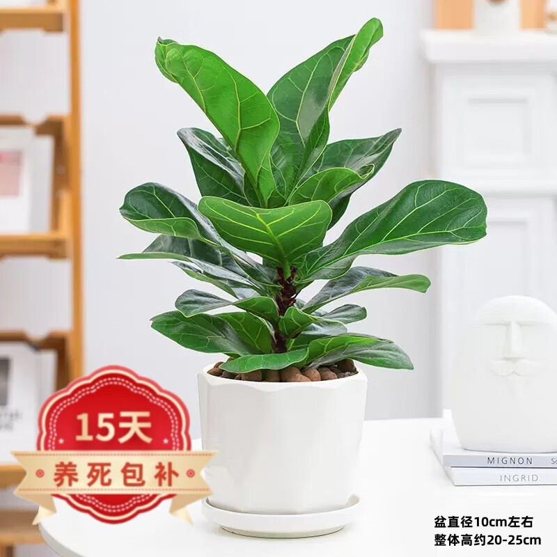 煦光琴叶榕室内绿植盆栽客厅办公室盆景花卉  琴叶榕 菱形白陶瓷盆