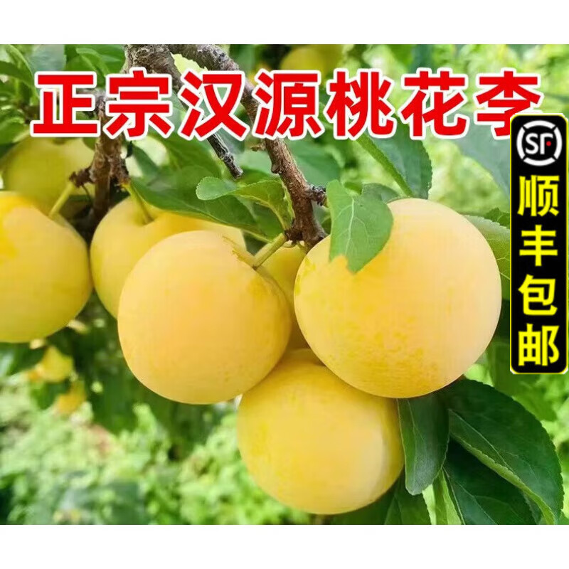 物鲜仙子【顺丰】四川蜂糖李子果桃花蜂蜜李子冰糖李子新鲜水果黄金李
