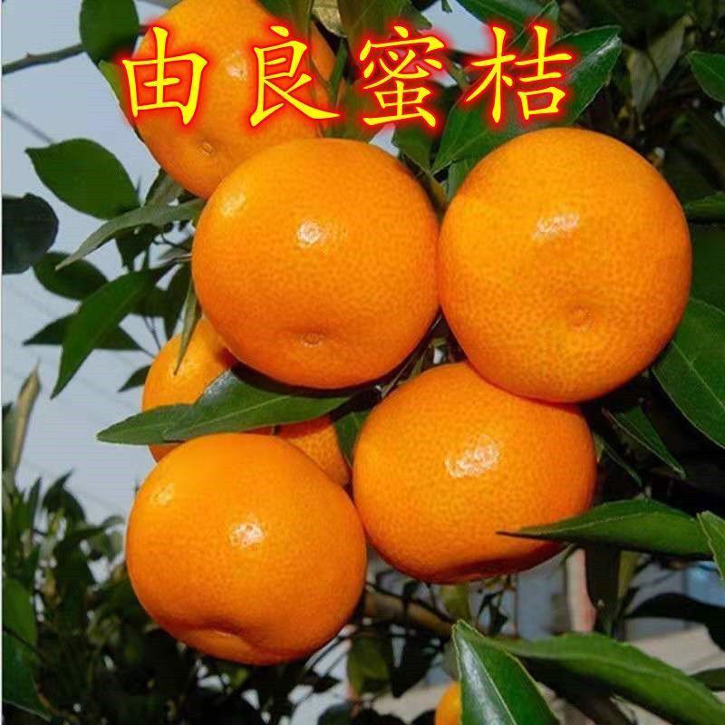 十家香橘子苗 柑橘新品種 由良蜜桔樹苗 盆栽 地栽 當(dāng)年結(jié)果 由良蜜桔 2年苗好成活