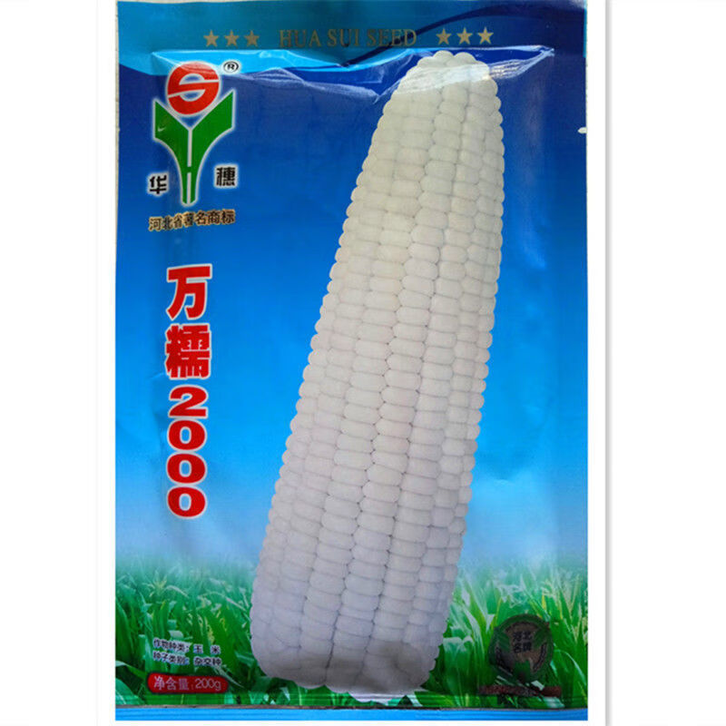 华穗万糯2000万糯188糯玉米种子甜加糯玉米白糯玉米种子中熟大棒 华穗
