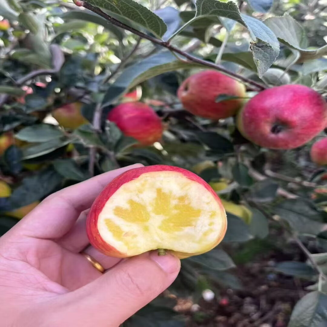 【顺丰包邮】云南樱桃小苹果脆甜可口高原冰糖心净重3斤礼盒装 净果3斤，单果60-70mm