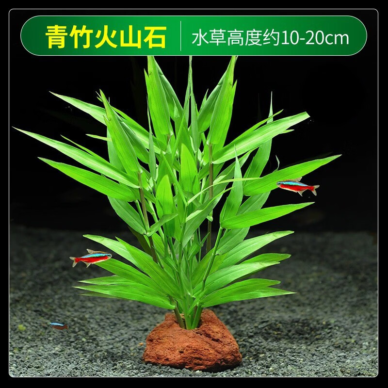 水草植物鱼缸水培蜈蚣草水上造景净化水质专用绿菊水榕养鱼免打理