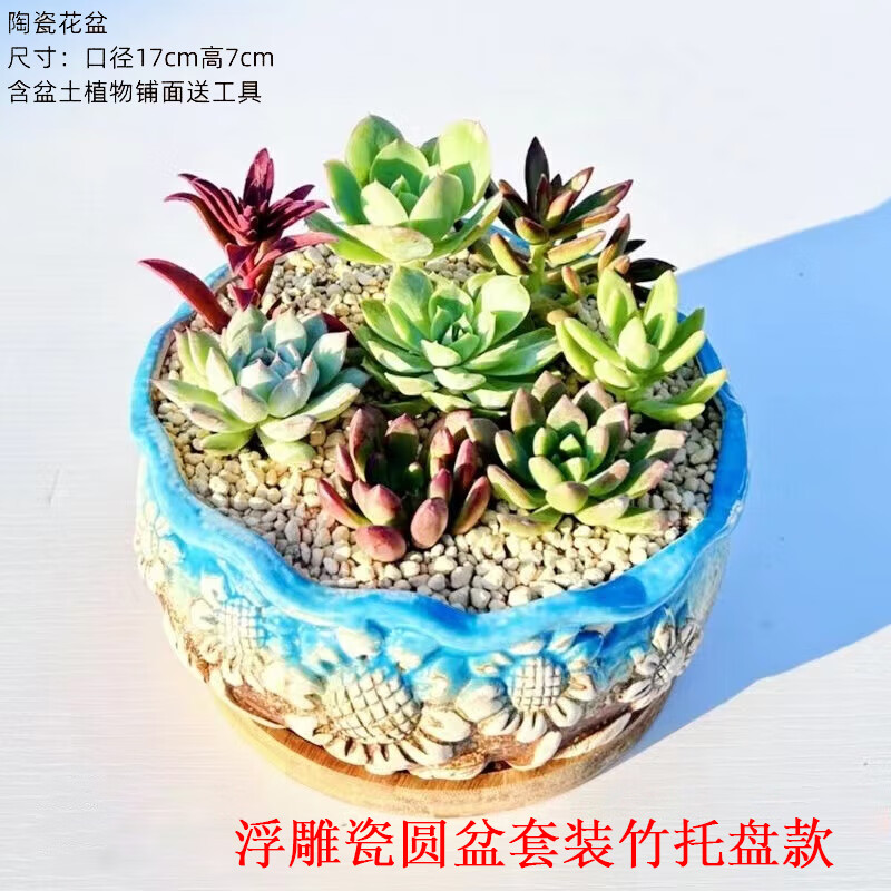 凤鸣雅世创意节日礼物幼儿园植物多肉植物微景观diy材料包多肉