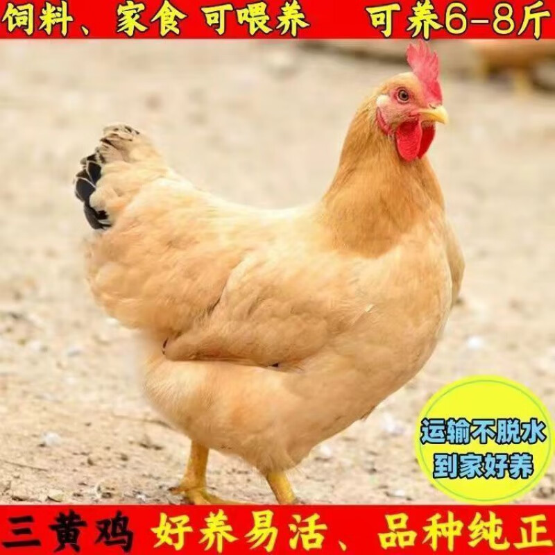 【顺丰】小鸡苗幼苗小鸡活苗出壳种青脚麻鸡大红公鸡苗 三黄鸡【公母