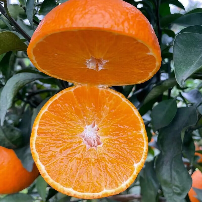 泓瀚果冻橙正宗四川爱媛38号青见橙子薄皮柑橘孕妇手剥水果现摘现发 整箱9斤装 (净8斤+) 品质大果(果径70-80mm)
