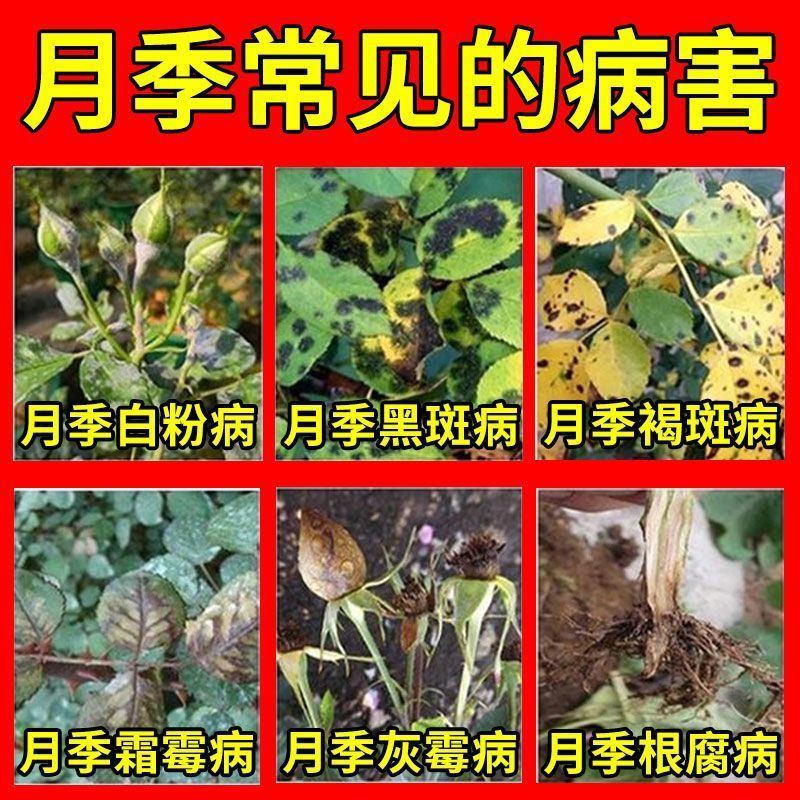 植物营养液通用型花肥料发财树绿萝水培富贵竹叶面喷施盆栽免稀释 养花专用花病清 三瓶装【450ml】