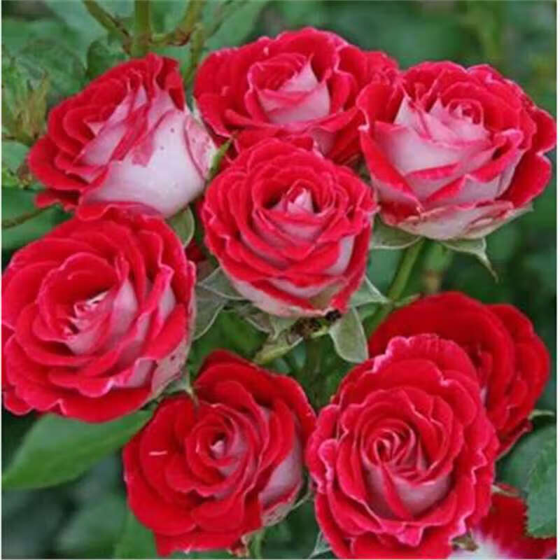 红宝石冰 扦插花苗阳台庭院植物多季开花玫 扦插