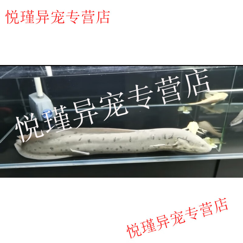非洲虎斑肺鱼 星点肺鱼 大嘴鲸 非洲电猫底栖鱼活体好养不打氧 非洲