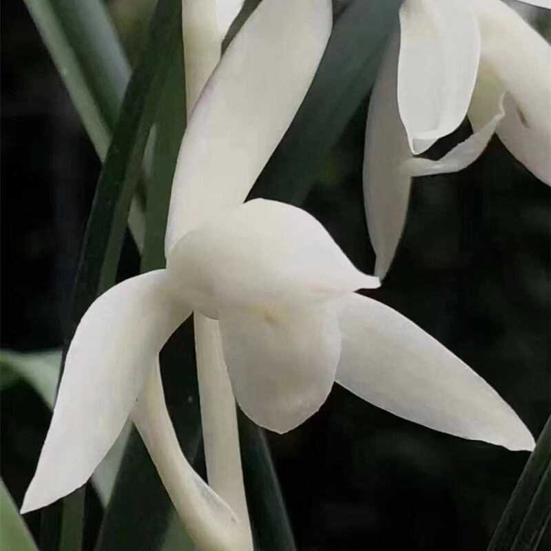 建兰无尘兰花白色花白素天花板老种名贵高端品种好养易活收藏佳品 1