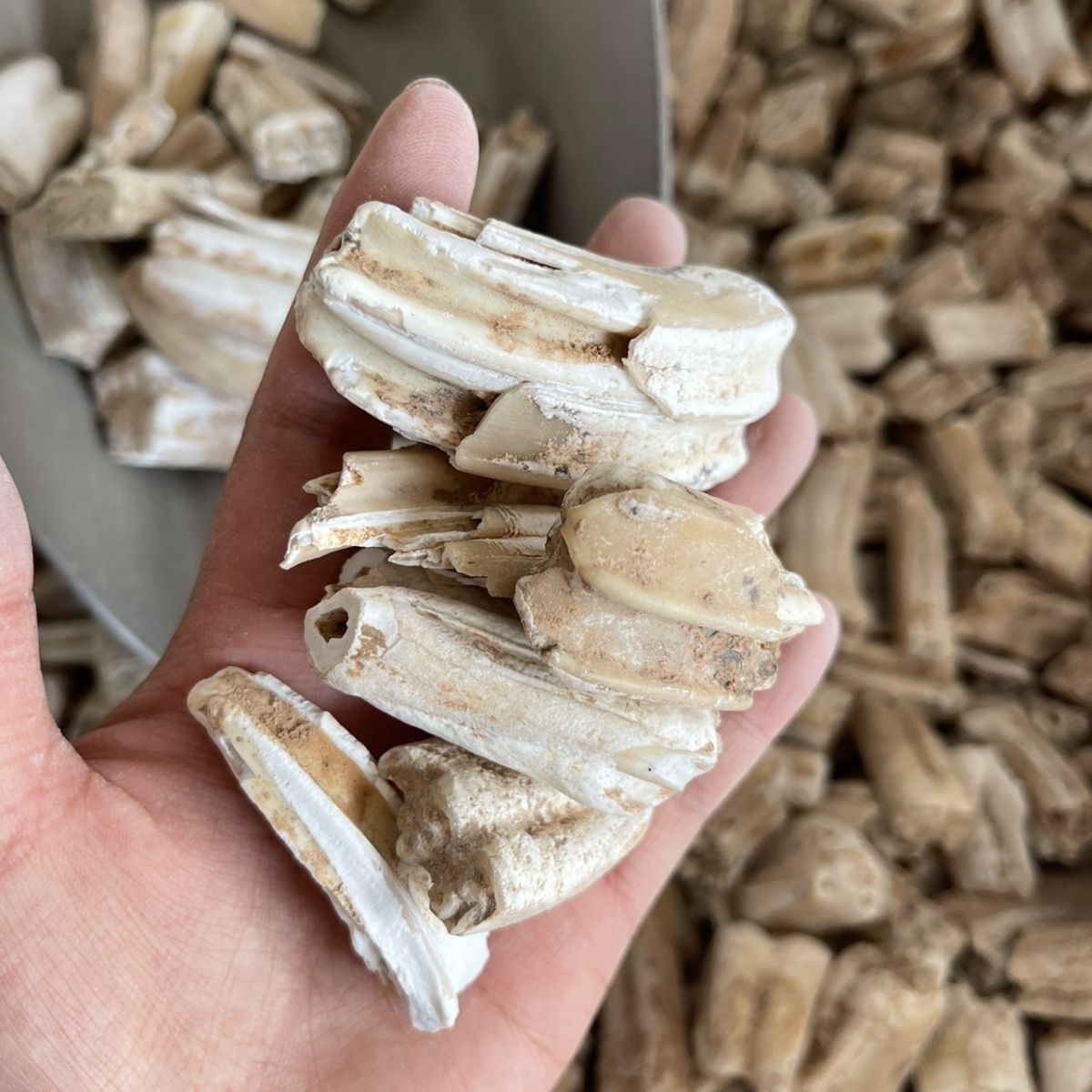 北京同仁堂原料龙齿500g中药材 特级青龙齿白龙齿龙齿个牙齿内廷上用